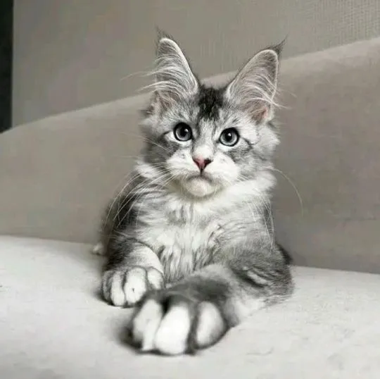 Kocieta Maine Coon... e-mail z aktualizacjami: {{legowikanna7@gmail.com}}, , Poznań