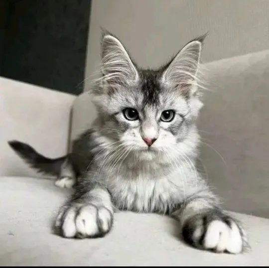 Kocieta Maine Coon... e-mail z aktualizacjami: {{legowikanna7@gmail.com}}, , Poznań