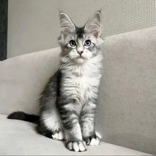 Kocieta Maine Coon... e-mail z aktualizacjami: {{legowikanna7@gmail.com}}, , Poznań