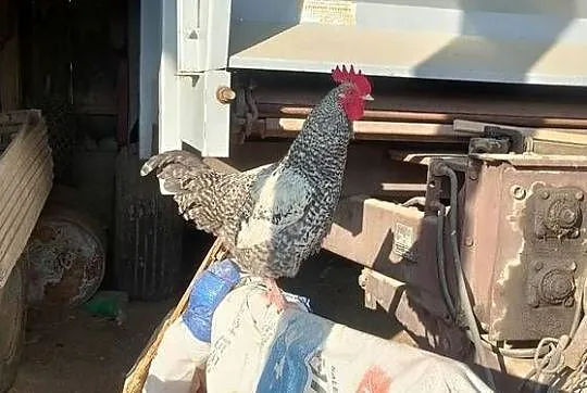 Sprzedam koguty z 25 roku