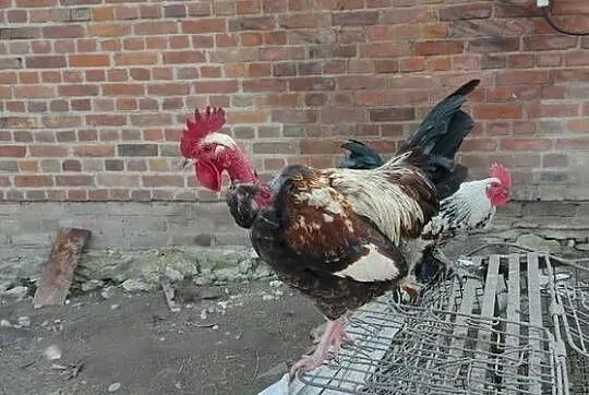 Sprzedam koguty z 25 roku, Lubelskie, Sobieska Wola Druga
