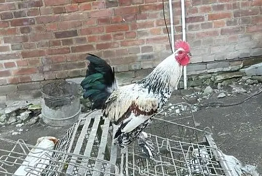 Sprzedam koguty z 25 roku, Lubelskie, Sobieska Wola Druga