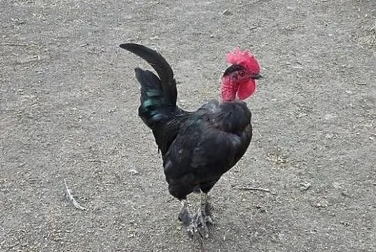 Sprzedam koguty z 25 roku, Lubelskie, Sobieska Wola Druga