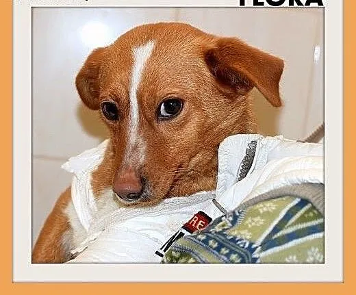 FLORA,mała,łagodna,tulaśna,wesoła suczka.ADOPCJA,