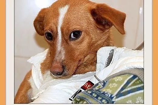 FLORA,mała,łagodna,tulaśna,wesoła suczka.ADOPCJA, 