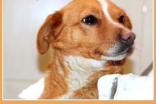 FLORA,mała,łagodna,tulaśna,wesoła suczka.ADOPCJA, 