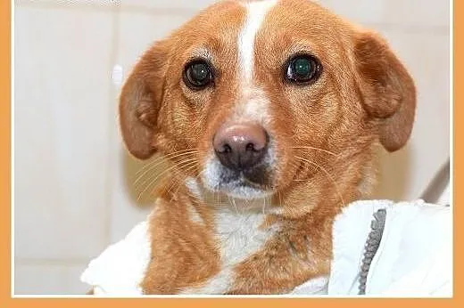 FLORA,mała,łagodna,tulaśna,wesoła suczka.ADOPCJA, 