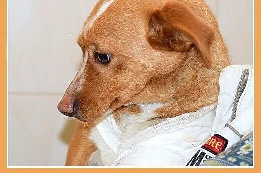 FLORA,mała,łagodna,tulaśna,wesoła suczka.ADOPCJA, 