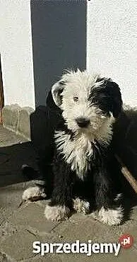 Owczarek Staroangielski Bobtail szczeniaki, Pozos