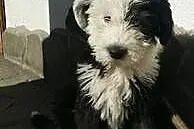 Owczarek Staroangielski Bobtail szczeniaki,  Pozos