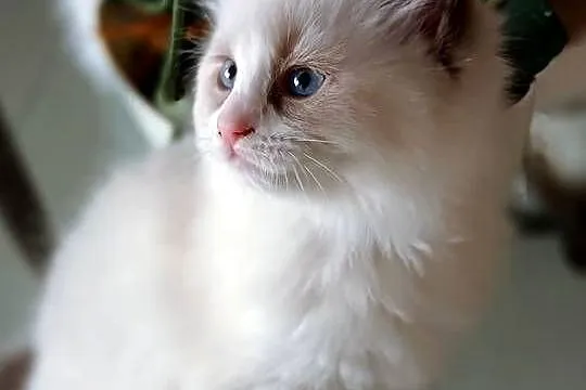 Koteczka Ragdoll FiFe/FPL, Świętokrzyskie, Stopnica