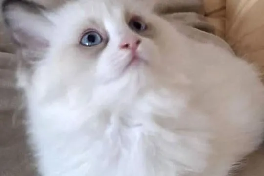 Koteczka Ragdoll FiFe/FPL, Świętokrzyskie, Stopnica