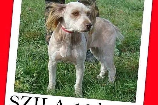 12 kg,zjawiskowa,łagodna,wesoła,przyjazna suczka SZILA.Adopcja,  dolnośląskie Wrocław
