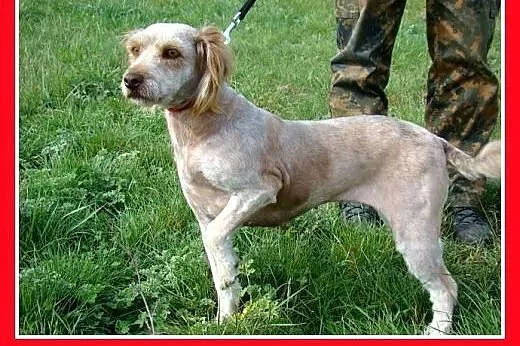 12 kg,zjawiskowa,łagodna,wesoła,przyjazna suczka S