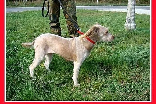 12 kg,zjawiskowa,łagodna,wesoła,przyjazna suczka S