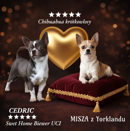 Chihuahua jasny piesek z czekoladowym noskiem wesoły przyjazny wychowany w domu gotowy do zmiany dom, , Dębna