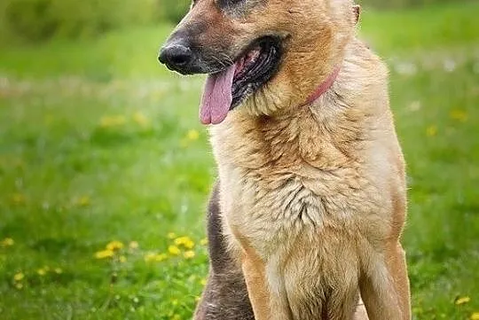 Dalia-sunia w typie owczarka szuka domu!, Śląskie, Częstochowa