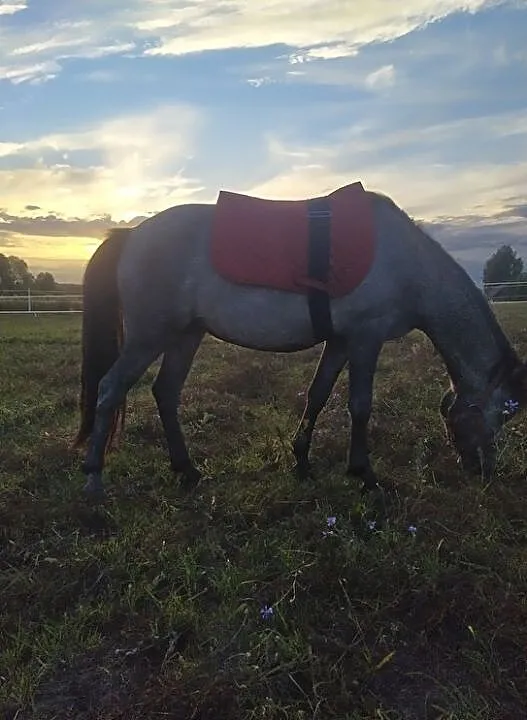 Klacz kuc grupy B i C,obecnie ok130 cm, prawie 3 lata,siwa, predyspozycje do sportu, ,