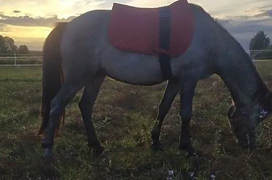 Klacz kuc grupy B i C,obecnie ok130 cm, prawie 3 lata,siwa, predyspozycje do sportu, , 