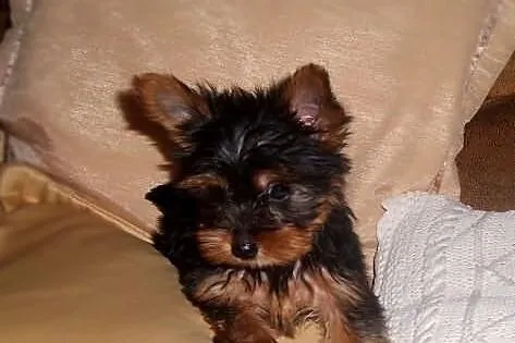 Yorki