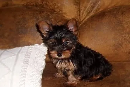 Yorki