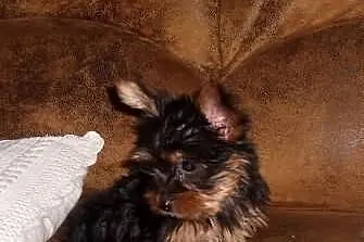 Yorki