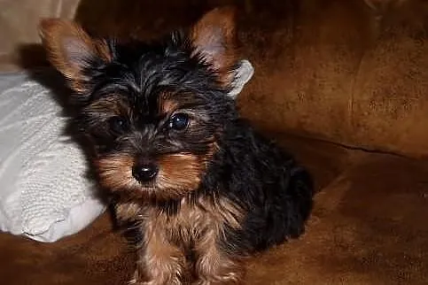 Yorki