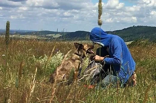 Saba-pręgowana suczka szuka domu!,  dolnośląskie J