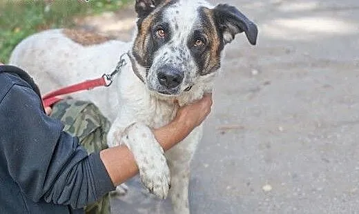 Piękny, łagodny, wierny LORD..., łódzkie Łódź
