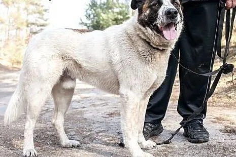 Piękny, łagodny, wierny LORD...,  łódzkie Łódź