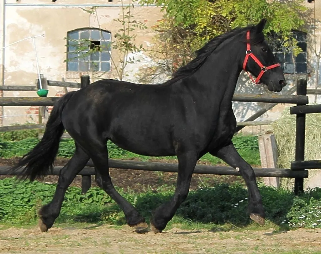 Barokowa klacz fryzyjska, źrebna, ,