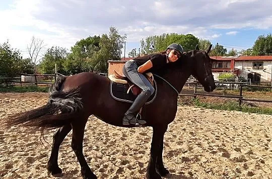 Barokowa klacz fryzyjska, źrebna, , 