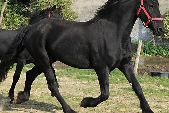 Barokowa klacz fryzyjska, źrebna, , 