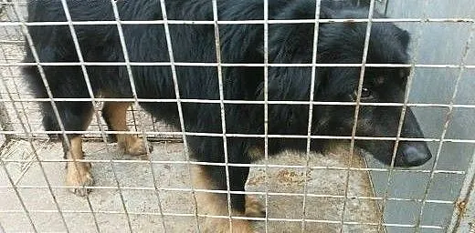 TORRES PILNIE POTRZEBUJE DOMKU!!!, łódzkie Łódź