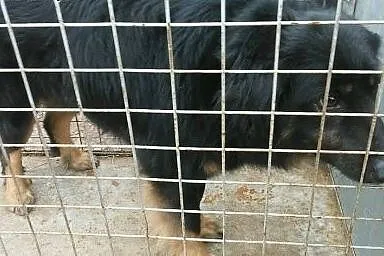 TORRES PILNIE POTRZEBUJE DOMKU!!!,  łódzkie Łódź