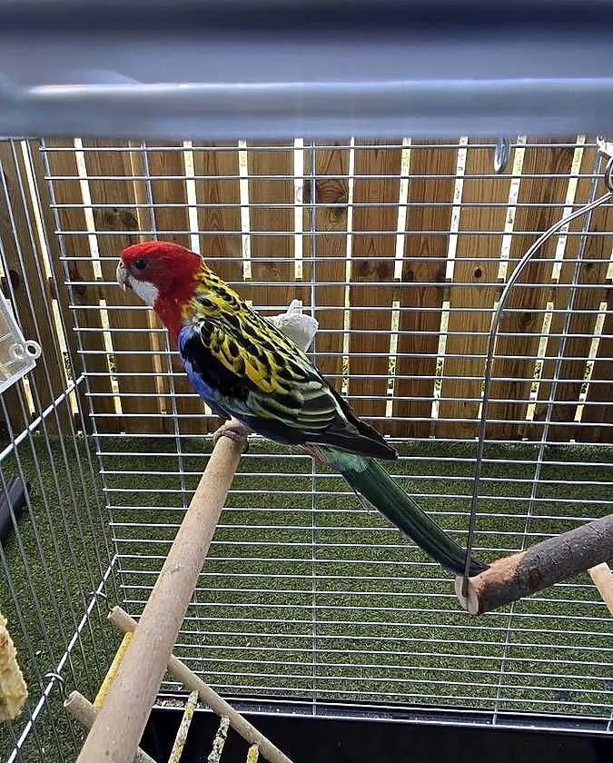 Rozella Białolica, Pomorskie, Rumia