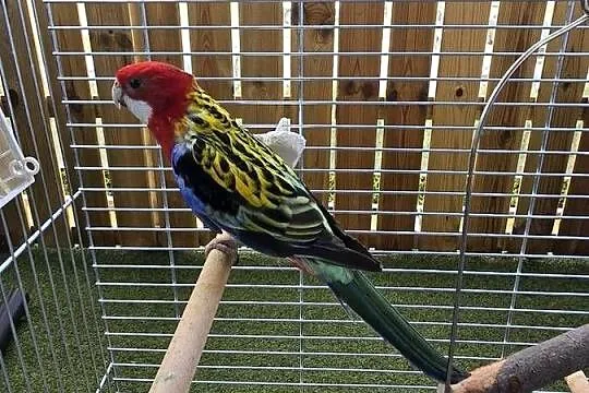 Rozella Białolica, Pomorskie, Rumia