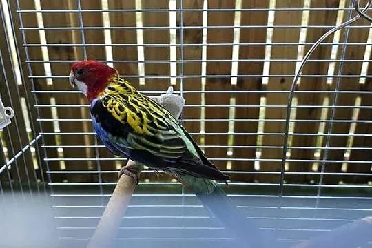 Rozella Białolica, Pomorskie, Rumia