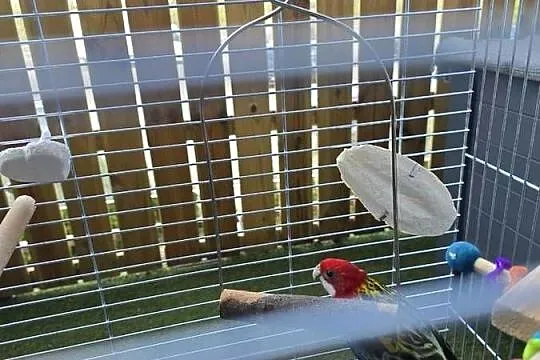 Rozella Białolica, Pomorskie, Rumia