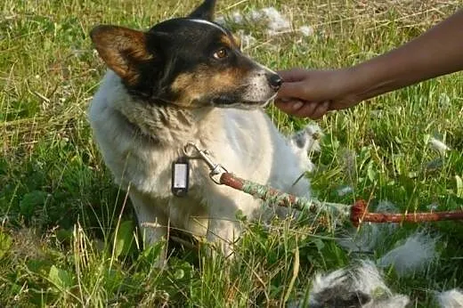 Malutki, przesłodki Amigo szuka ciepłych kolan :),