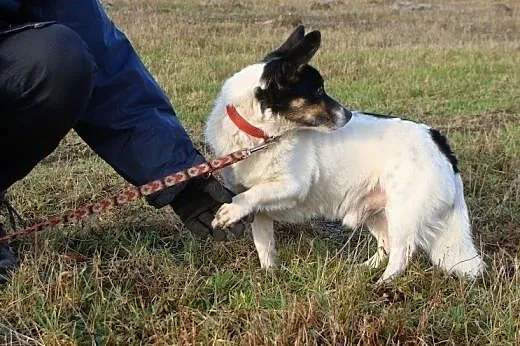 Malutki, przesłodki Amigo szuka ciepłych kolan :),