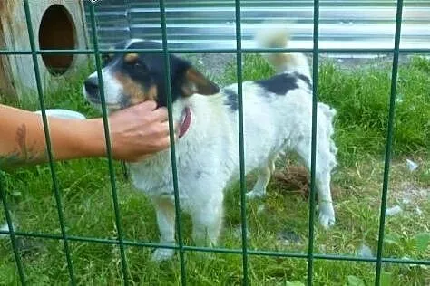 Malutki, przesłodki Amigo szuka ciepłych kolan :),