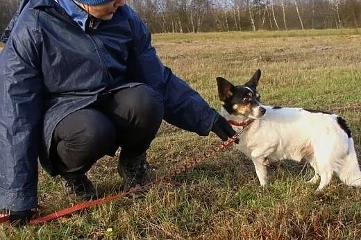 Malutki, przesłodki Amigo szuka ciepłych kolan :),