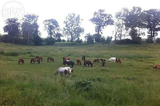 Sprzedam ogierki kuca szetlandzkiego z pełnym poch