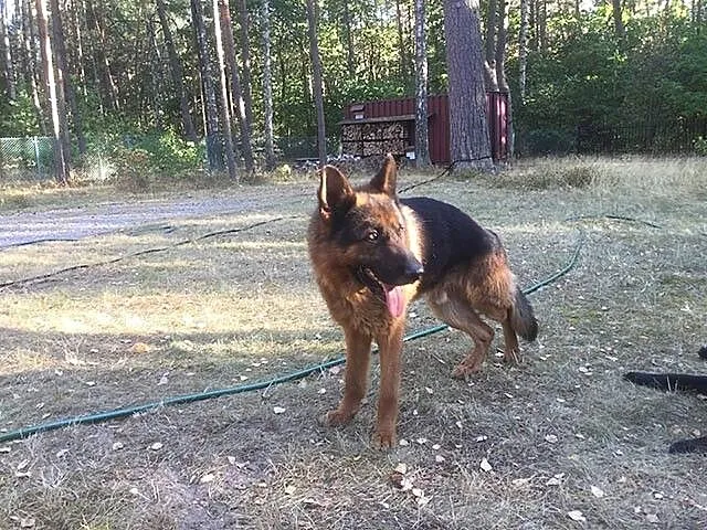 Przepiękny owczarek niemiecki PILNIE szuka domu!