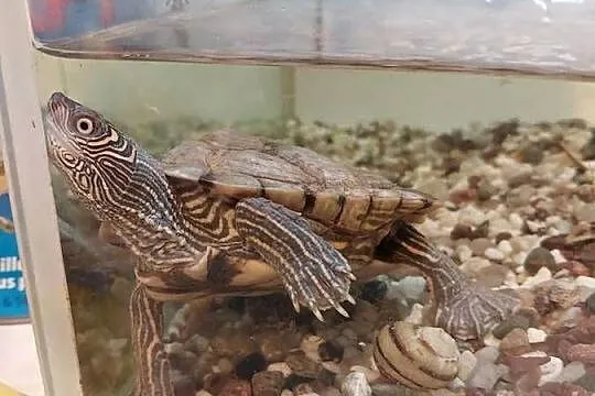 Oddam żółwia