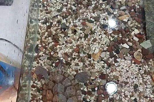 Oddam żółwia, Dolnośląskie, Dzikowiec
