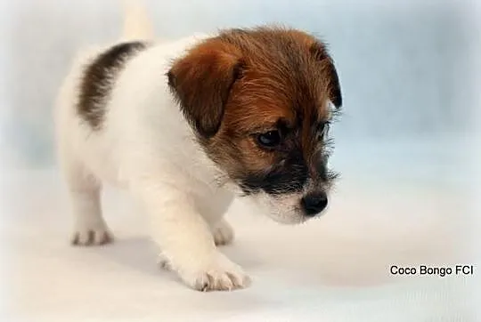 Jack Russell Terrier - biało- brązowy piesek FCI