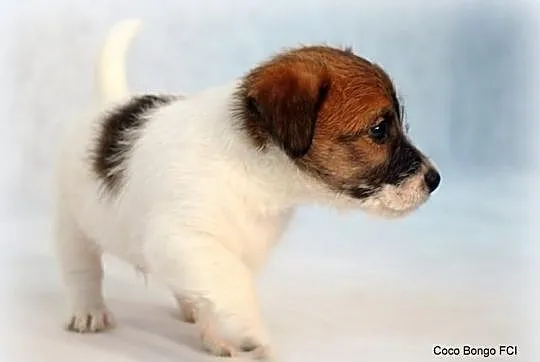 Jack Russell Terrier - biało- brązowy piesek FCI