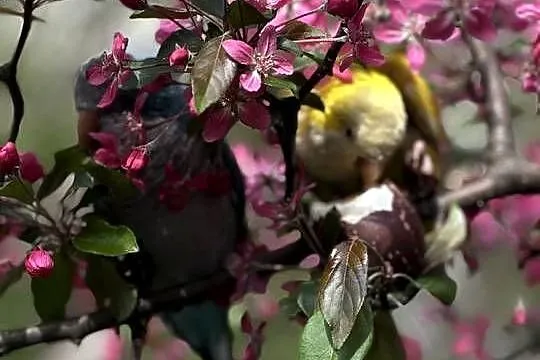 **Na sprzedaż – Papugi Mnichy (parka, 2 lata)**, Podlaskie, Białystok